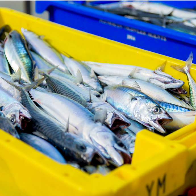 Overfishing and the Environment