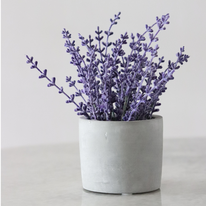 Lavender My Go To Scent